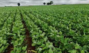 Imagem 4: Fazenda Caldas novas