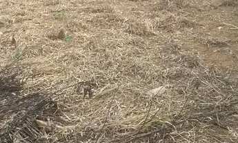 Imagem 2: Lote na 26 de setembro 400 mts fora de condomínio na rua 5/6 lote Topp