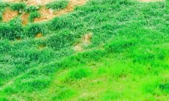 Imagem 2: Linda fazenda com 200 mil metros com nascente poço de peixe leia o anuncio