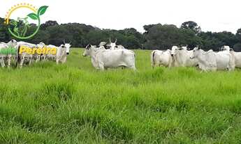 Imagem 4: FAZENDA À VENDA EM MARIANÓPOLIS - TO- DE 484 HECTARES (DUPLA APTIDÃO