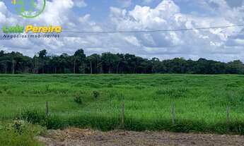 Imagem 5: FAZENDA À VENDA EM TAILÂNDIA - PA - 1.694 HEC /LAVOURA DE SOJA