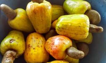 Imagem 7: Vendo sitio em flexeiras