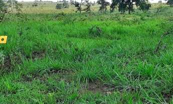 Imagem 4: FAZENDA A VENDA EM FIGUEIRÃO - MS - DE 2.334 HECTARES
