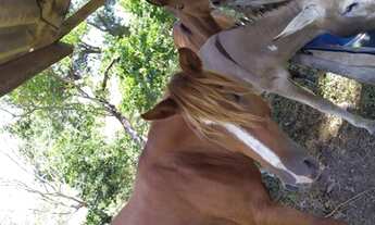 Imagem 2: FAZENDA À VENDA EM SÃO VALÉRIO - TO - DE 105 ALQUEIRÕES (Pecuária