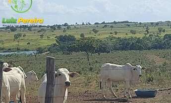 Imagem 7: FAZENDA À VENDA EM VALE DO ARAGUAIA - T0 - 20% DE RESERVA (Dupla Aptidão