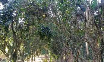 Imagem 2: Casa á venda possui 80 metros quadrados com 3 quartos em Primeira Linha - Criciúma - SC