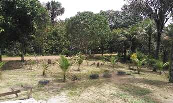 Imagem 7: Vende-se Sítio Ramal Boa Sorte