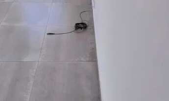 Imagem 5: CASA EM CONDOMINIO alugo