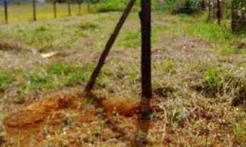 Imagem 2: Lote 26 de setembro