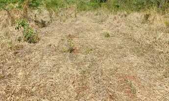 Imagem 4: FAZENDA Á VENDA EM BALSAS - MA - 410 HECTARES (DUPLA APTIDÃO