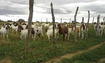 Imagem 4: Fazenda com 80 há , casa, curral, aprisco grande, cercados com pasto, Br 304