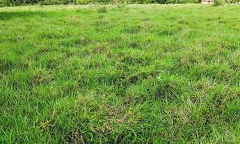 Imagem 4: Sítio bom para abacate ,café ,milho,gado