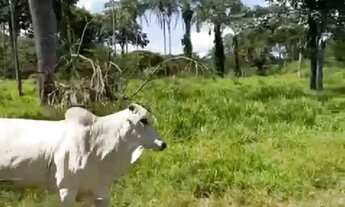 Imagem 4: Fazenda cultura 614 hectares completa negocio aceito trocas