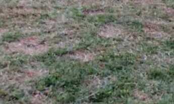 Imagem 4: Chácara 5 mil metros localizanda em Toledo/Pr