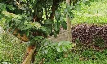 Imagem 7: Chacara bonfinopolis