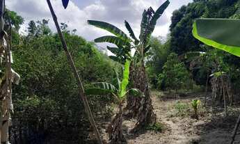 Imagem 3: Sítio em Joaquim Gomes