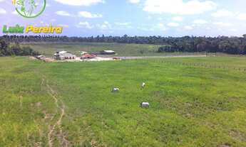 Imagem 2: FAZENDA À VENDA EM TAILÂNDIA - PA - 1.694 HEC /LAVOURA DE SOJA