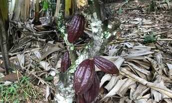 Imagem 5: Sítio a 4km da Sede de Laje-BA de 5.619m2