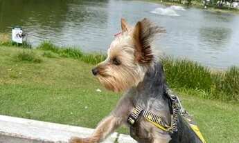 Imagem 5: Vende apto aririu Palhoça