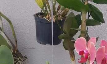 Imagem 4: Imóvel para venda possui 490 metros quadrados em Soido - Domingos Martins - Espírito Sant