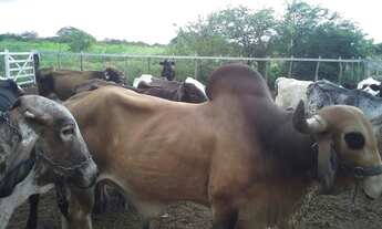 Imagem: Fazenda com 80 há, casa, curral, aprisco