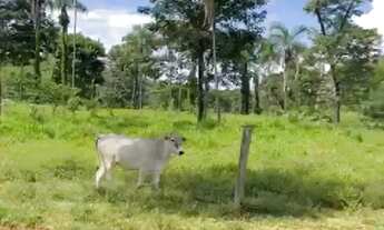 Imagem: Fazenda cultura 614 hectares completa negocio