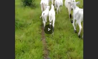 Imagem: Baixou preço 470 hectares na região norte