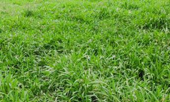 Imagem 3: 20k terreno documentado só aqui