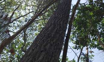 Imagem 2: FAZENDA À VENDA EM PALMEIRÓPOLIS - TO 455 HECTARES (PECUÁRIA
