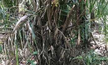 Imagem 4: FAZENDA À VENDA EM PALMEIRÓPOLIS - TO 455 HECTARES (PECUÁRIA