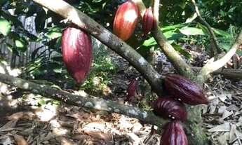 Imagem 4: Sítio a 4km da Sede de Laje-BA de 5.619m2