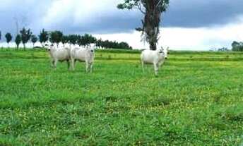 Imagem 2: Compro sítio em Londrina PR até 7.5 milhões