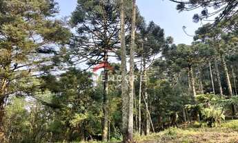 Imagem 3: Chácara em Estrada da Carapina - Vale do Carapina - São Francisco de Paula/RS