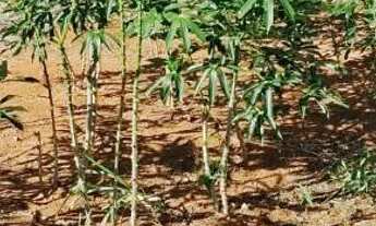 Imagem 6: ? MEGA OPORTUNIDADE! CHÁCARA DE 5 HECTARES POR R$ 120 MIL