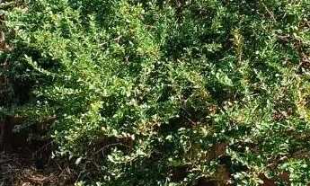 Imagem 6: TERRENO - JARDIM ANHANGÜERA - SP