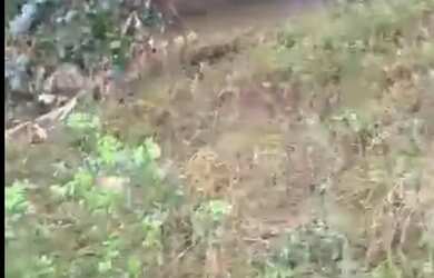 Imagem 5: Vendo Fazenda em Joaquim Gomes - Alagoas