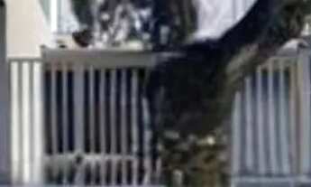 Imagem: Casa em Rua Três Pedras - Vila Alpina