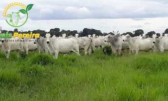 Imagem 5: FAZENDA À VENDA EM MARIANÓPOLIS - TO- DE 484 HECTARES (DUPLA APTIDÃO