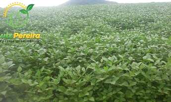 Imagem 5: FAZENDA À VENDA EM BAIXA GRANDE DO RIBEIRO PI - 8.000 HECTARES AGRICULTURA