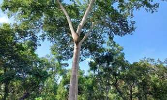 Imagem 5: FAZENDA À VENDA EM PARANÃ - TO - 871,2 HECTARES
