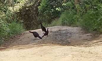 Imagem 4: Chácara 10.000m2 com escritura em local fechado c portaria só terra troca + vlr até $2500