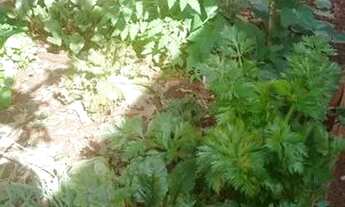 Imagem 3: Sensacional, vale a pena conferir!