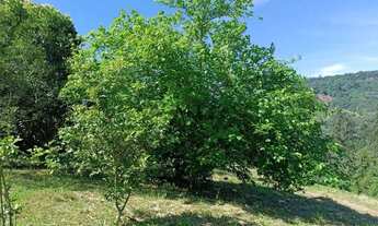 Imagem 2: Terreno bairro Esperança, Picada Café. RS REF: 270