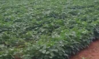 Imagem 2: Vende-se uma excelente fazenda de 180 hectares