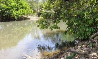 Imagem 5: Fazenda 275 Alqueires - Cultura