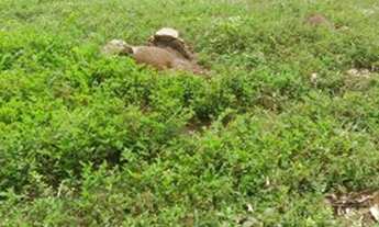 Imagem 6: FAZENDA À VENDA EM PEIXE - TO - 5.200 HECTARES (DUPLA APTIDÃO