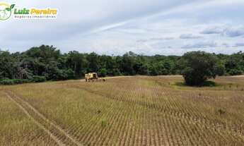 Imagem 7: FAZENDA À VENDA EM DOIS IRMÃOS - TO - 427 HECTARES (DUPLA APTIDÃO