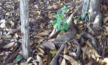 Imagem 6: FAZENDA À VENDA EM BANDEIRANTES - MS - 609 HECTARES (DUPLA APTIDÃO