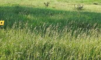 Imagem 7: FAZENDA A VENDA EM FIGUEIRÃO - MS - DE 2.334 HECTARES