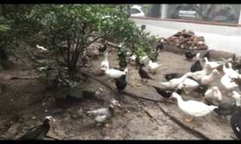 Imagem 4: Vendo ou alugo, Lindo sítio c/ olho 'água em São Caetano de Odivelas de 5 hectares